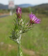 Слика од Carduus pycnocephalus L.