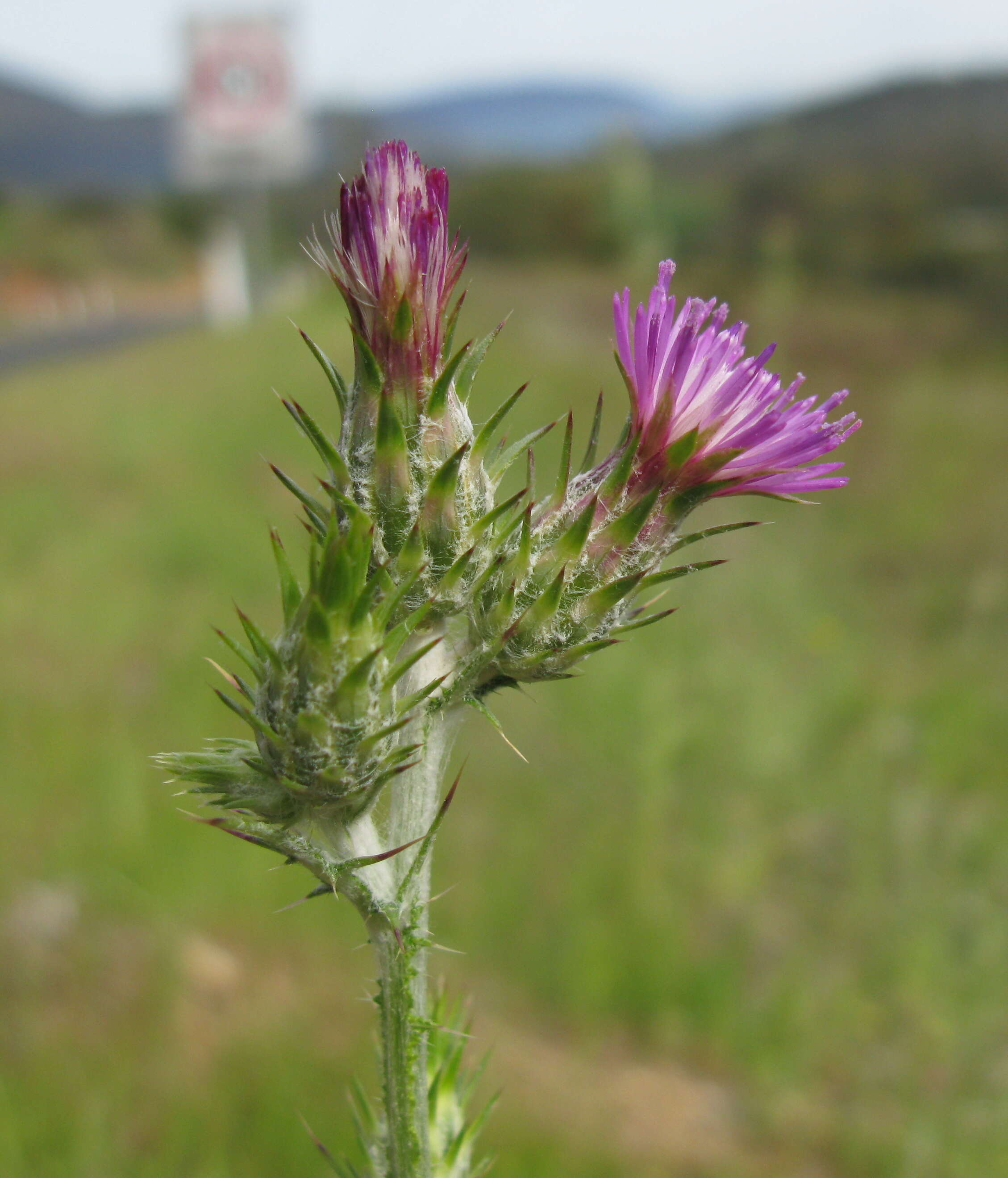 Image of Italian plumeless thistle