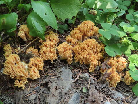 Image de Ramaria rubricarnata Marr & D. E. Stuntz 1974