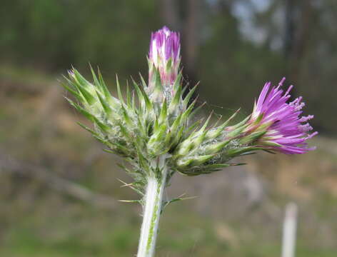 Image of Italian plumeless thistle