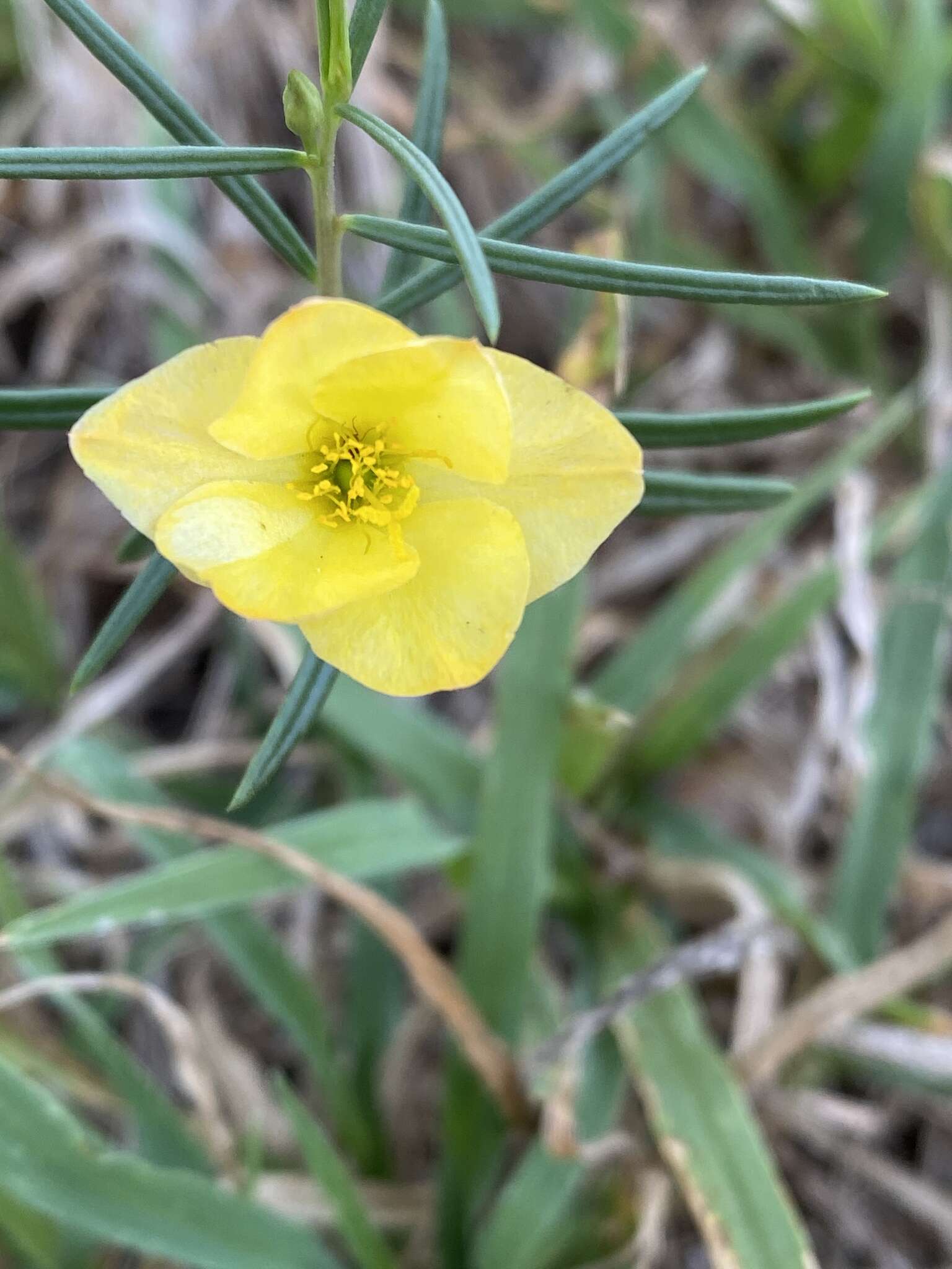 Image of Yellow Flameflower