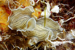 Image of candy striped flatworm
