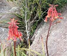 Image of Tasmanian Christmas Bell