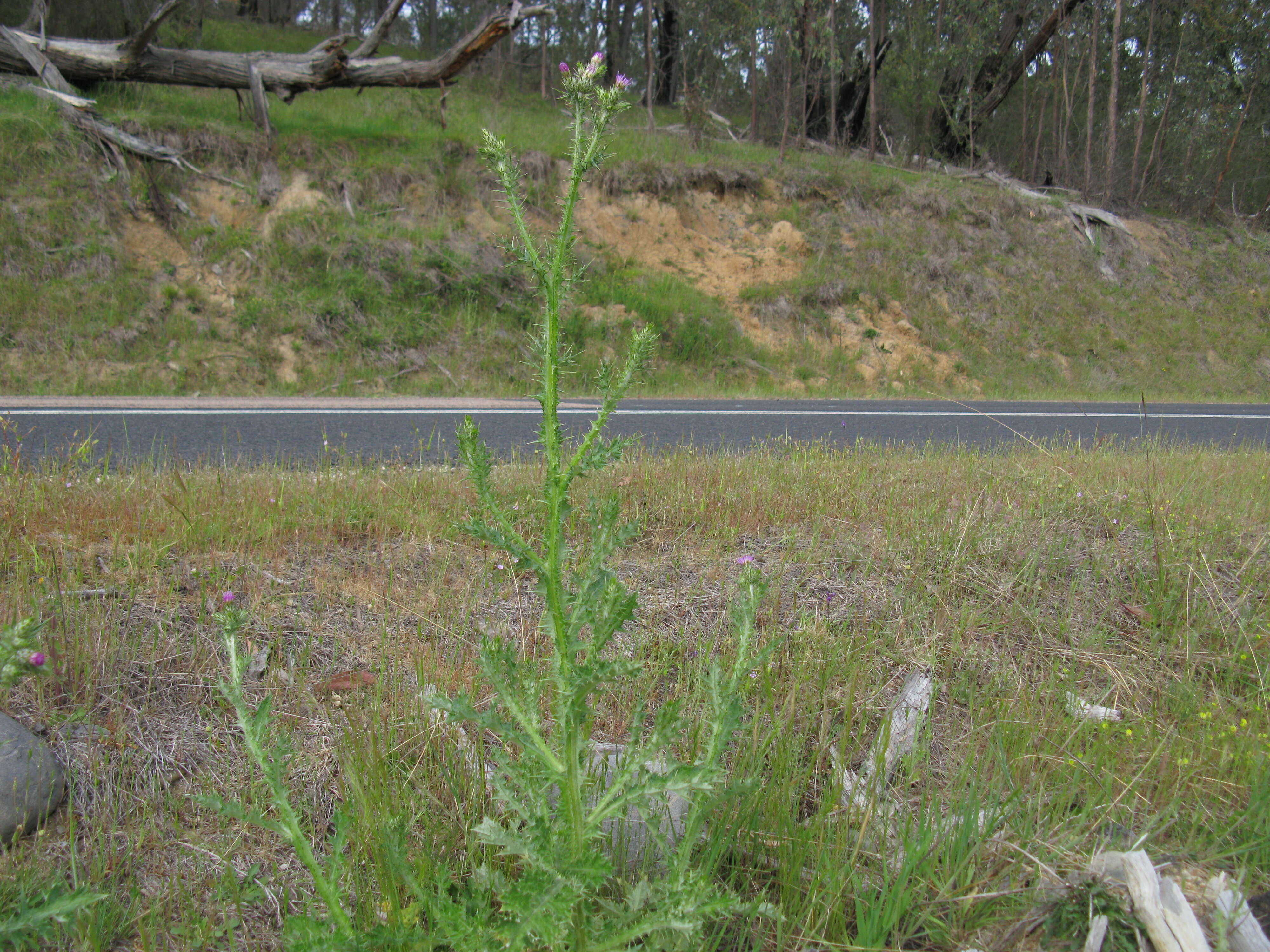 Image of Italian plumeless thistle