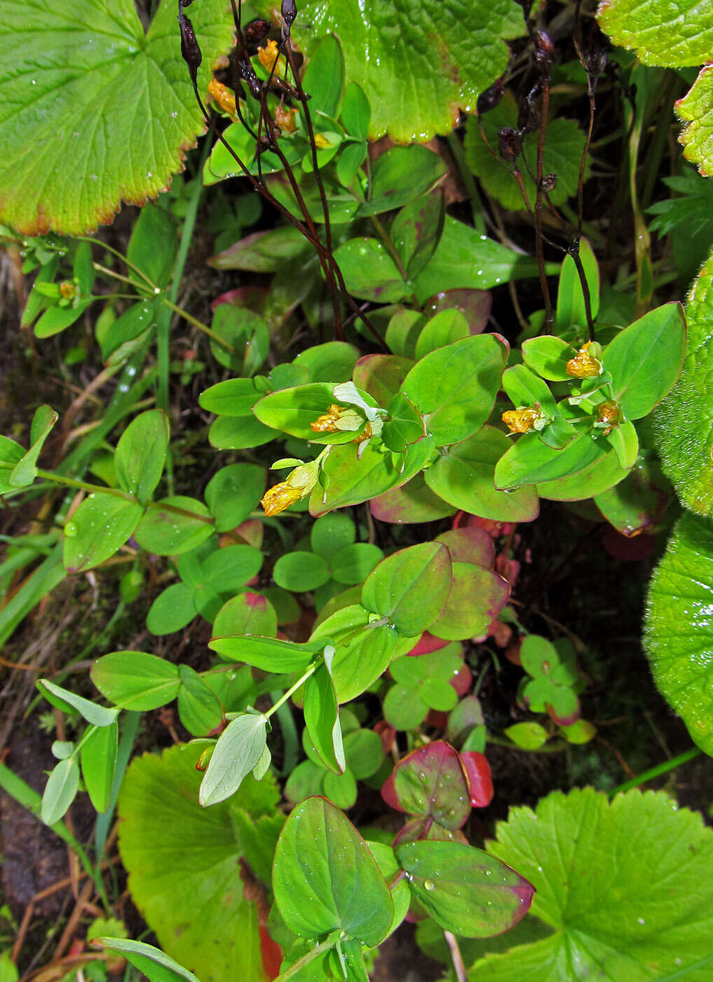 Image de Hypericum kamtschaticum Ledeb.