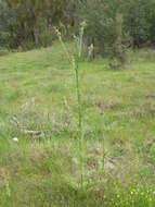 Image of Italian plumeless thistle