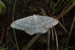 Imagem de Scopula incanata Linnaeus 1758