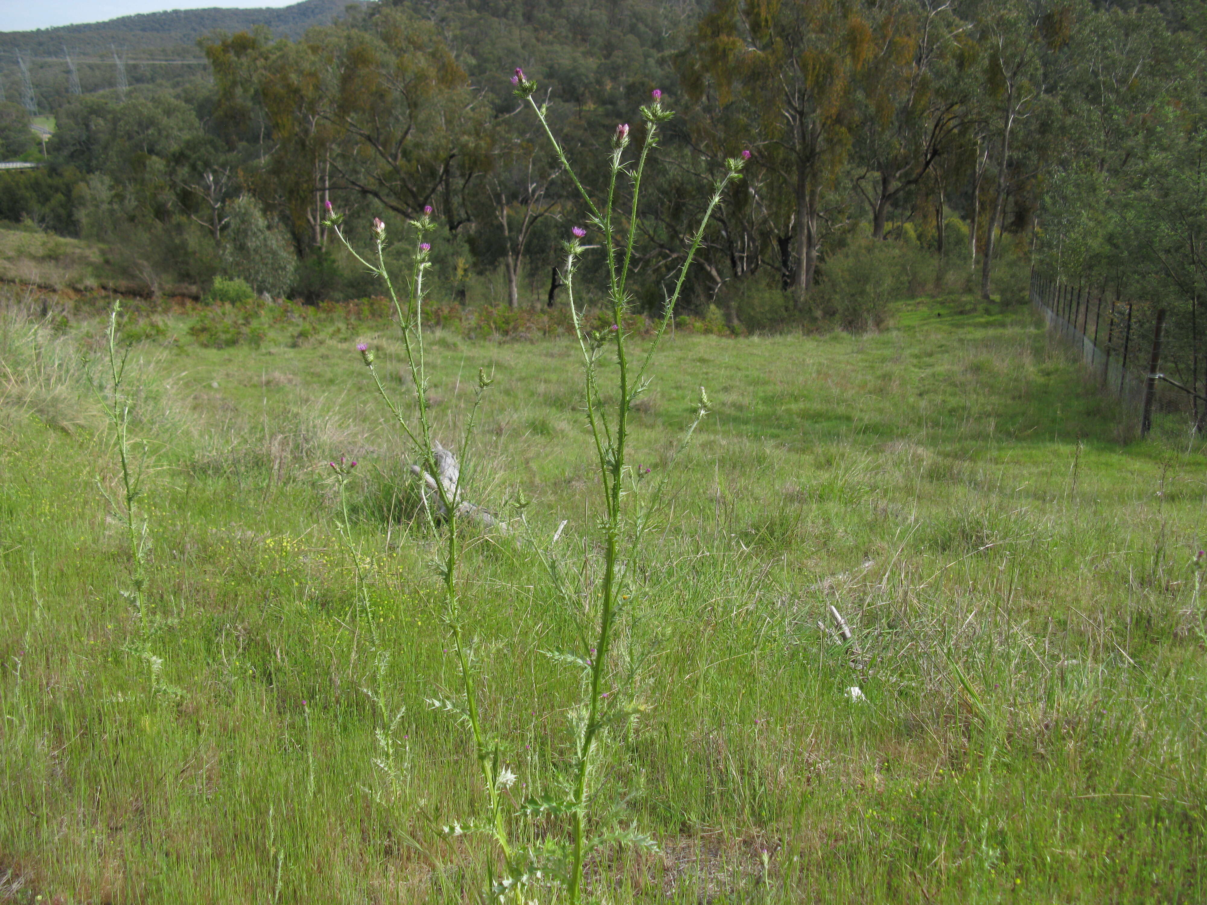 Image of Italian plumeless thistle