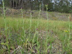 Image of Italian plumeless thistle