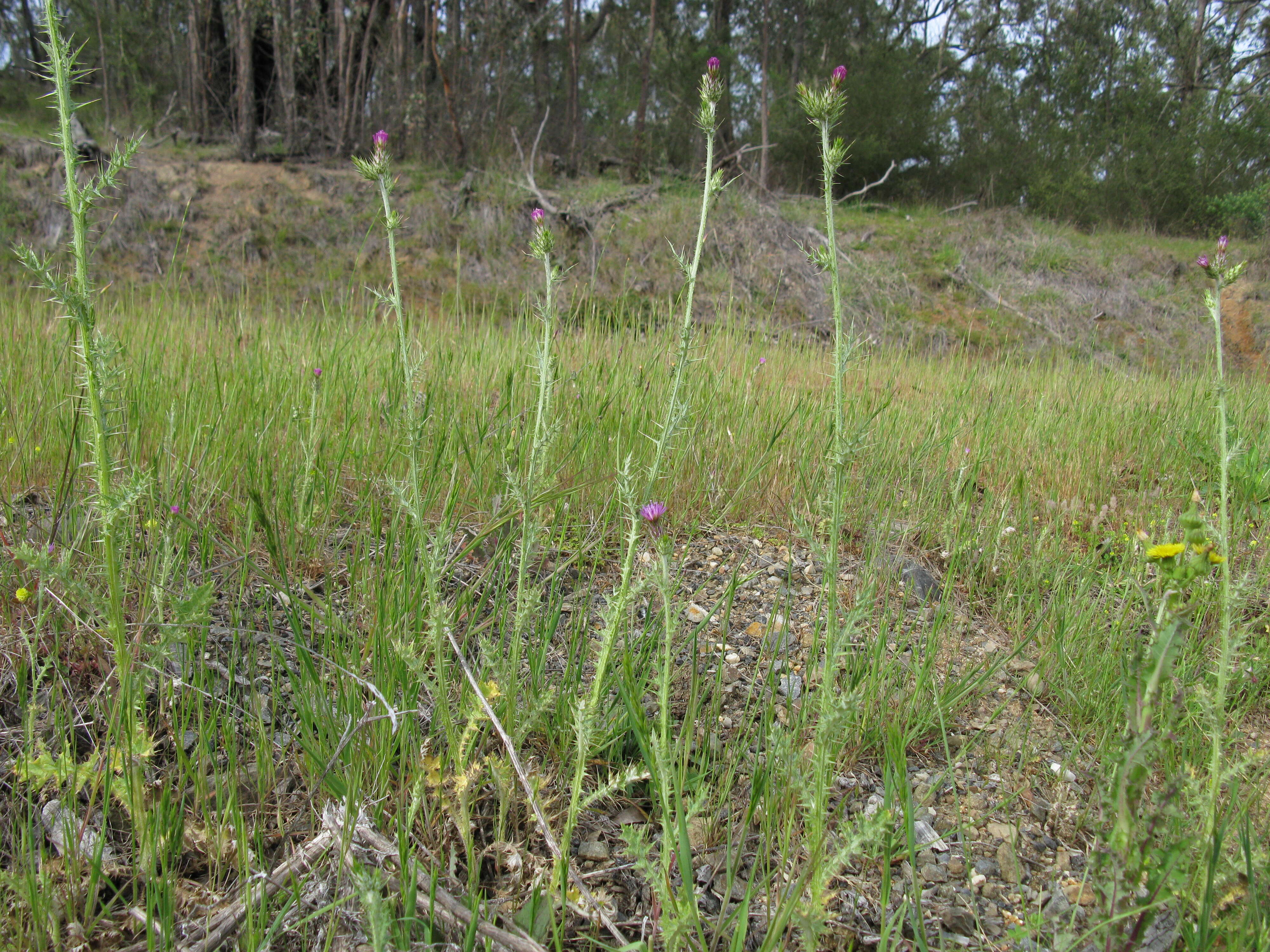 Image of Italian plumeless thistle