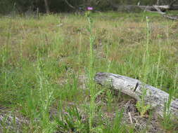 Image of Italian plumeless thistle