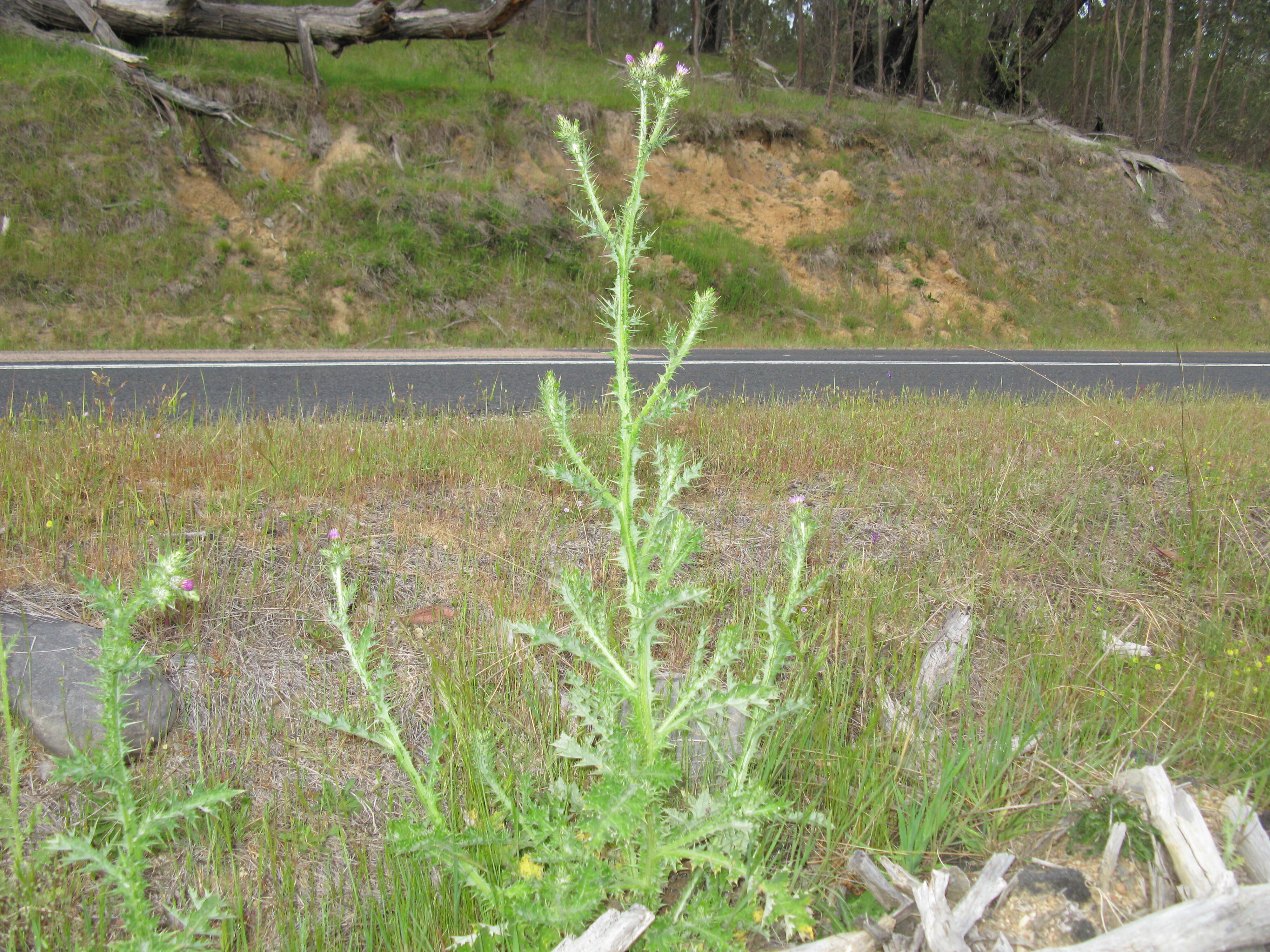 Image of Italian plumeless thistle