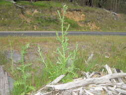 Image of Italian plumeless thistle