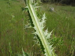 Image of Italian plumeless thistle