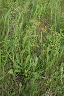 Image of Crepis praemorsa (L.) Tausch