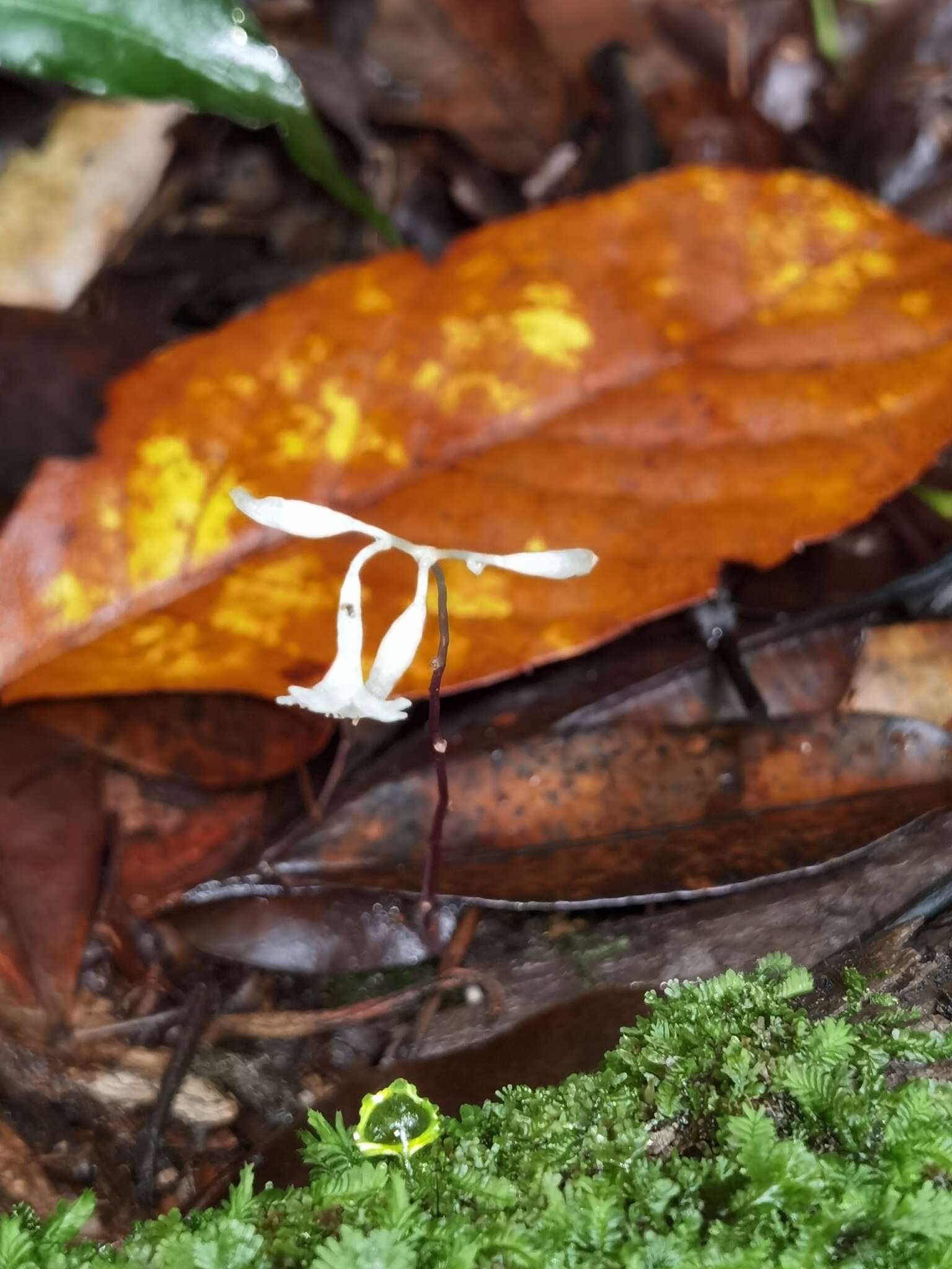 Imagem de Gymnosiphon suaveolens (H. Karst.) Urb.