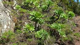 Image of Aeonium urbicum (Chr. Sm. ex Hornem.) Webb & Berth.