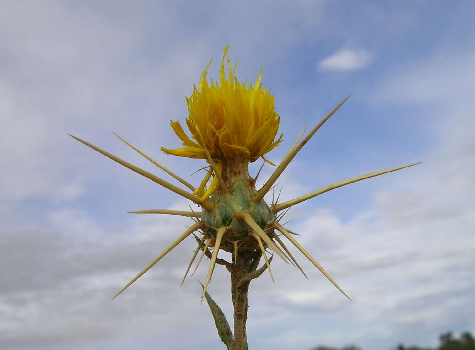 Image of yellow star-thistle