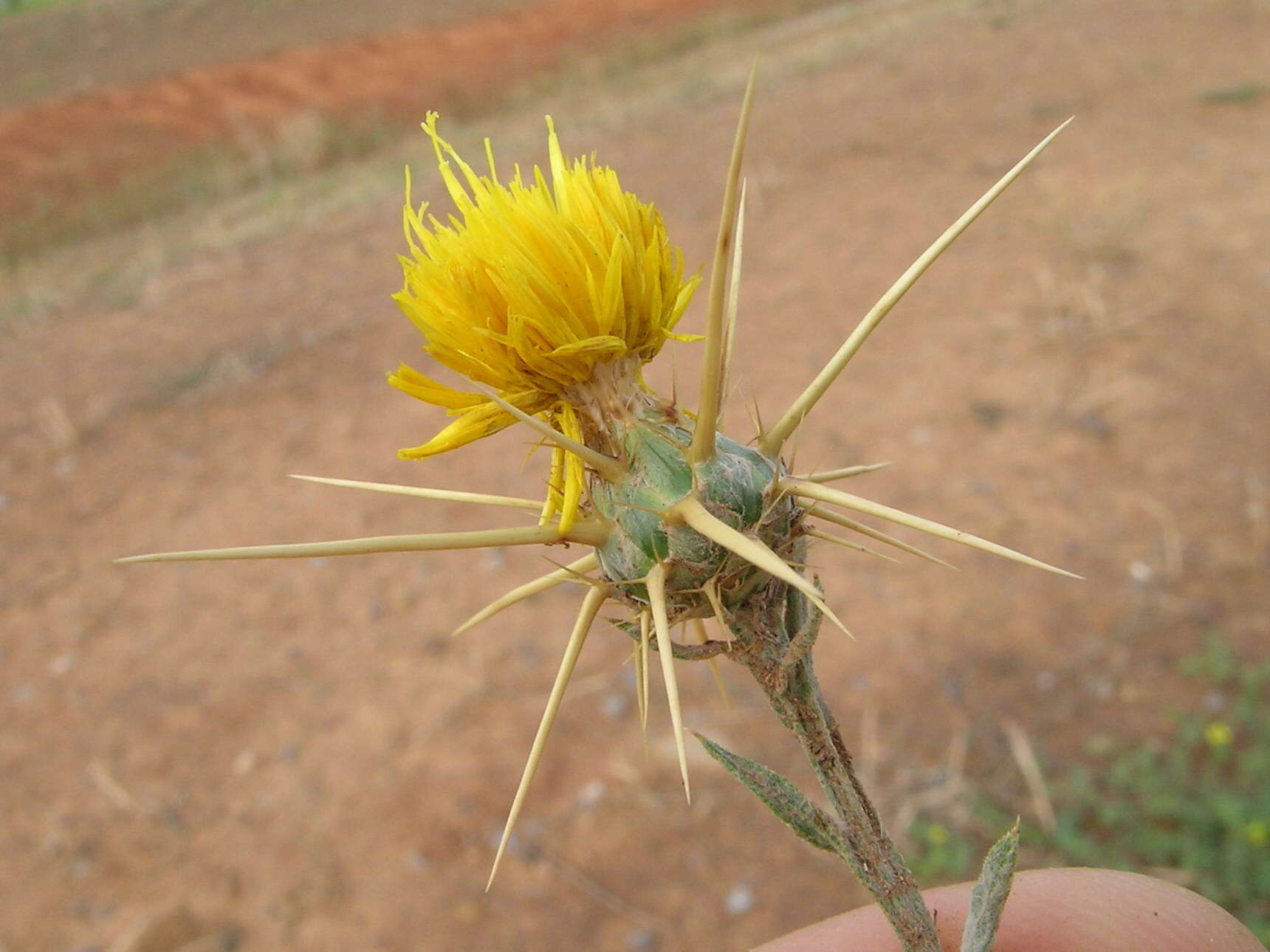 Image of yellow star-thistle