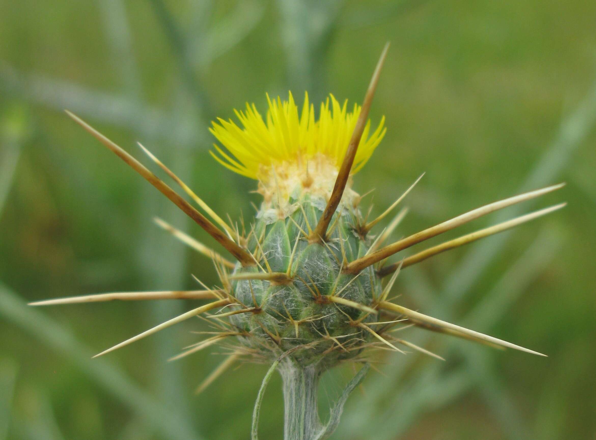 Image of yellow star-thistle