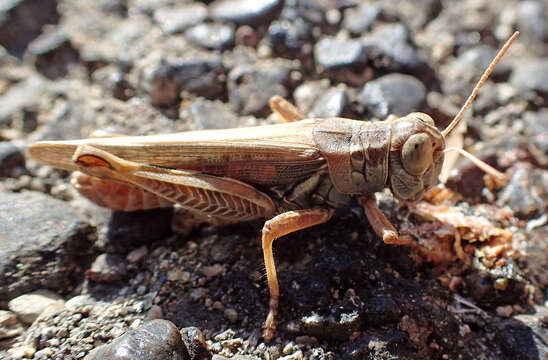 Image of Devastating Grasshopper