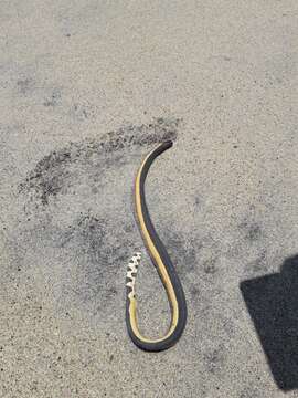 Image of Yellow-bellied sea snake