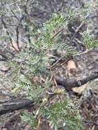 Vachellia grandicornuta (Gerstner) Seigler & Ebinger resmi