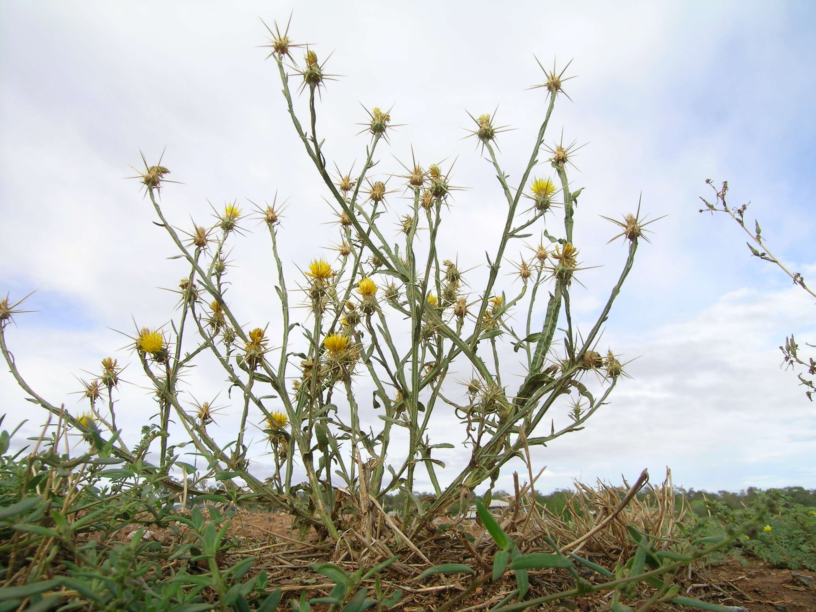 Image of yellow star-thistle