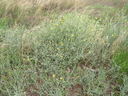 Image of yellow star-thistle