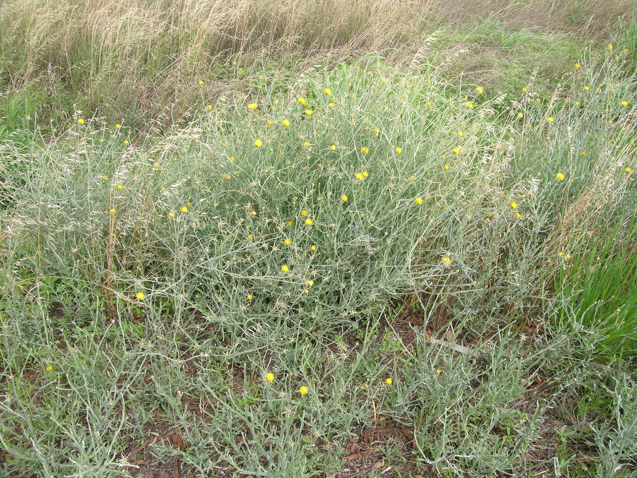 Image of yellow star-thistle