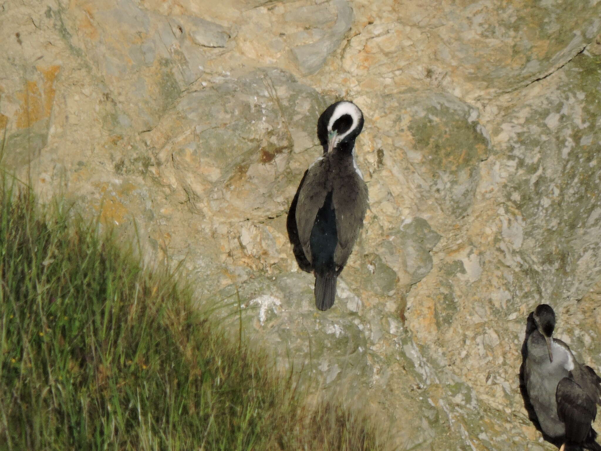 Image of Spotted Shag