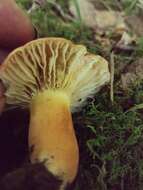 Image of Lactarius hygrophoroides Berk. & M. A. Curtis 1859