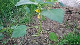 Physalis philadelphica Lam. resmi