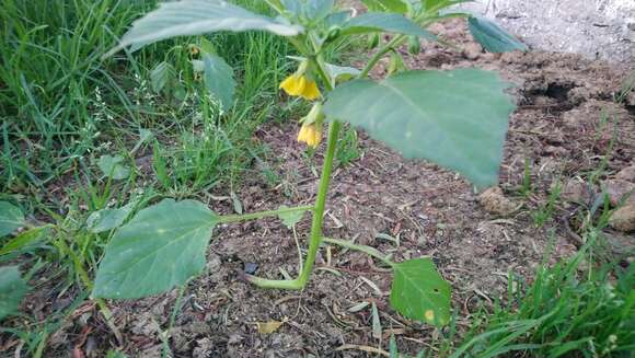 Image of Mexican groundcherry