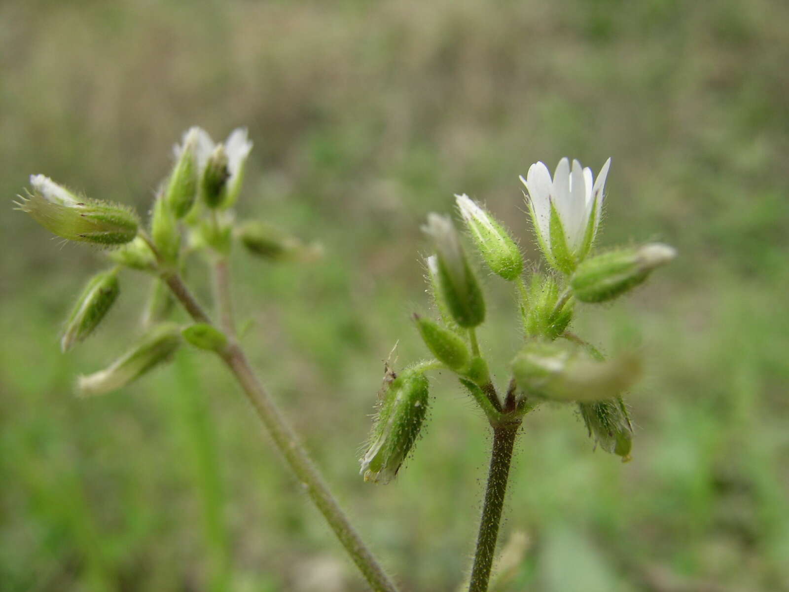 Image of sticky chickweed