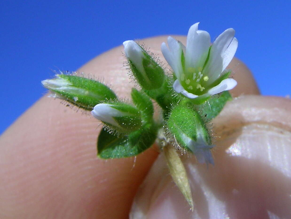 Image of sticky chickweed