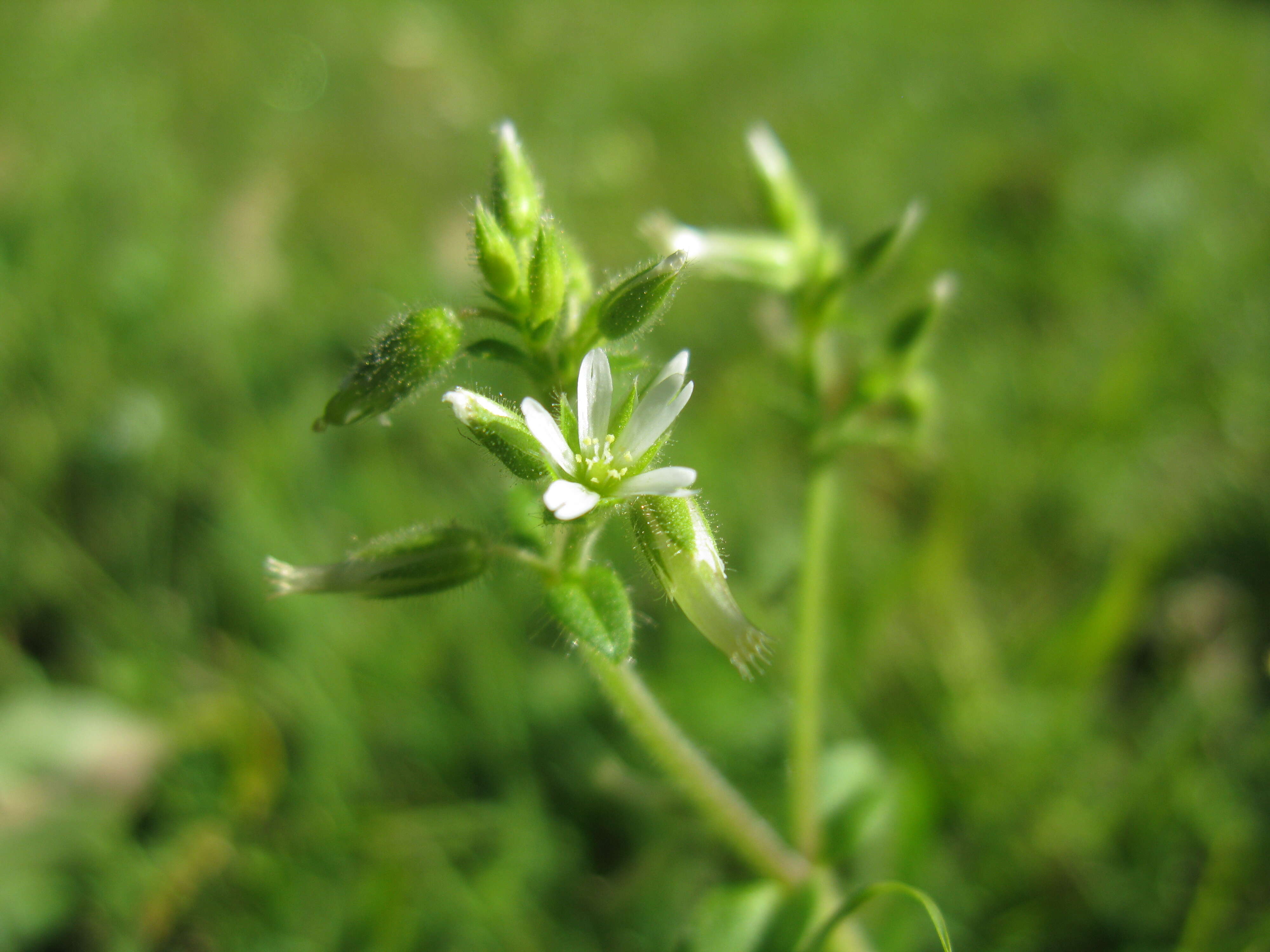 Image of sticky chickweed