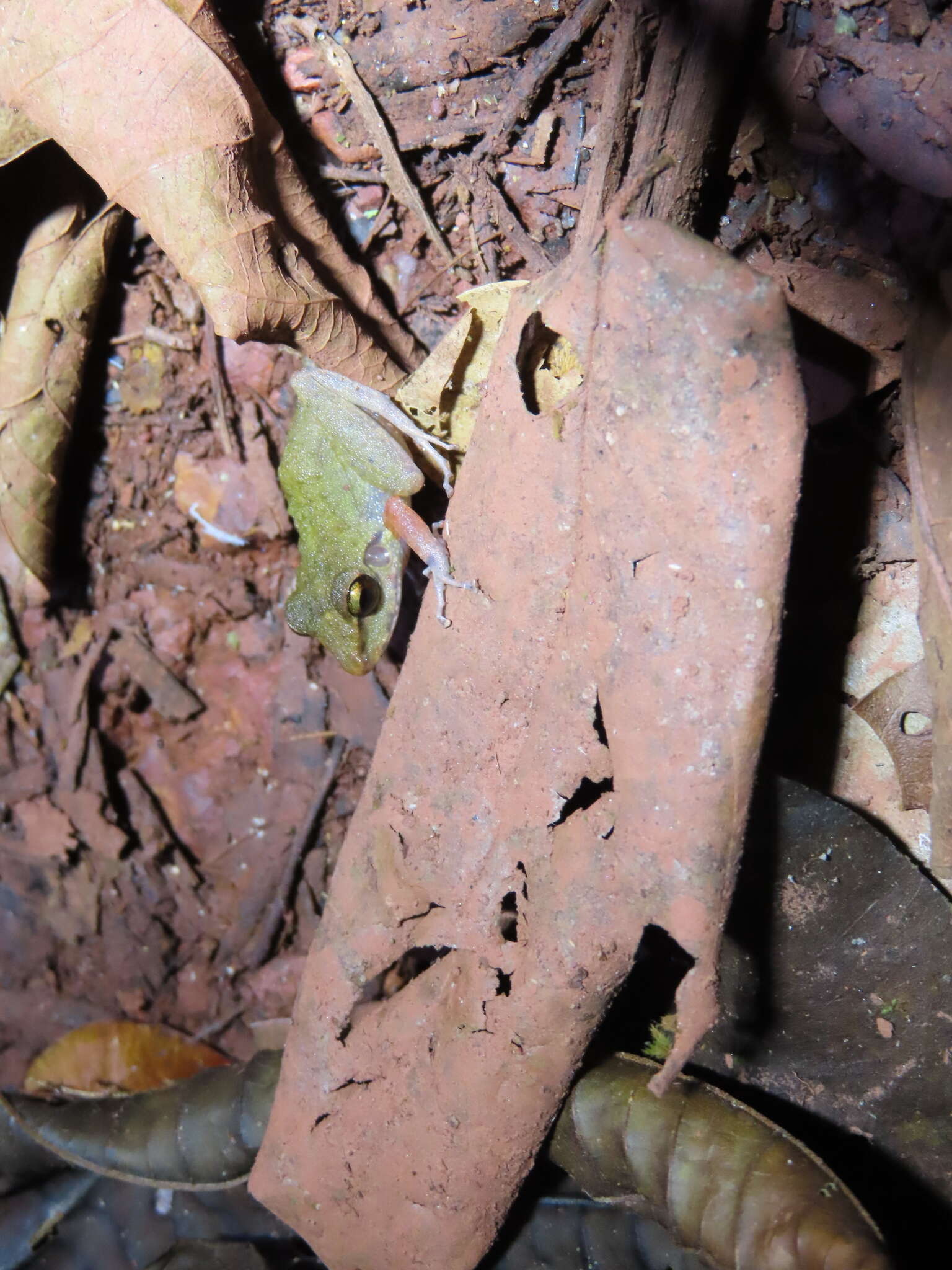 Image of Pristimantis zeuctotylus (Lynch & Hoogmoed 1977)