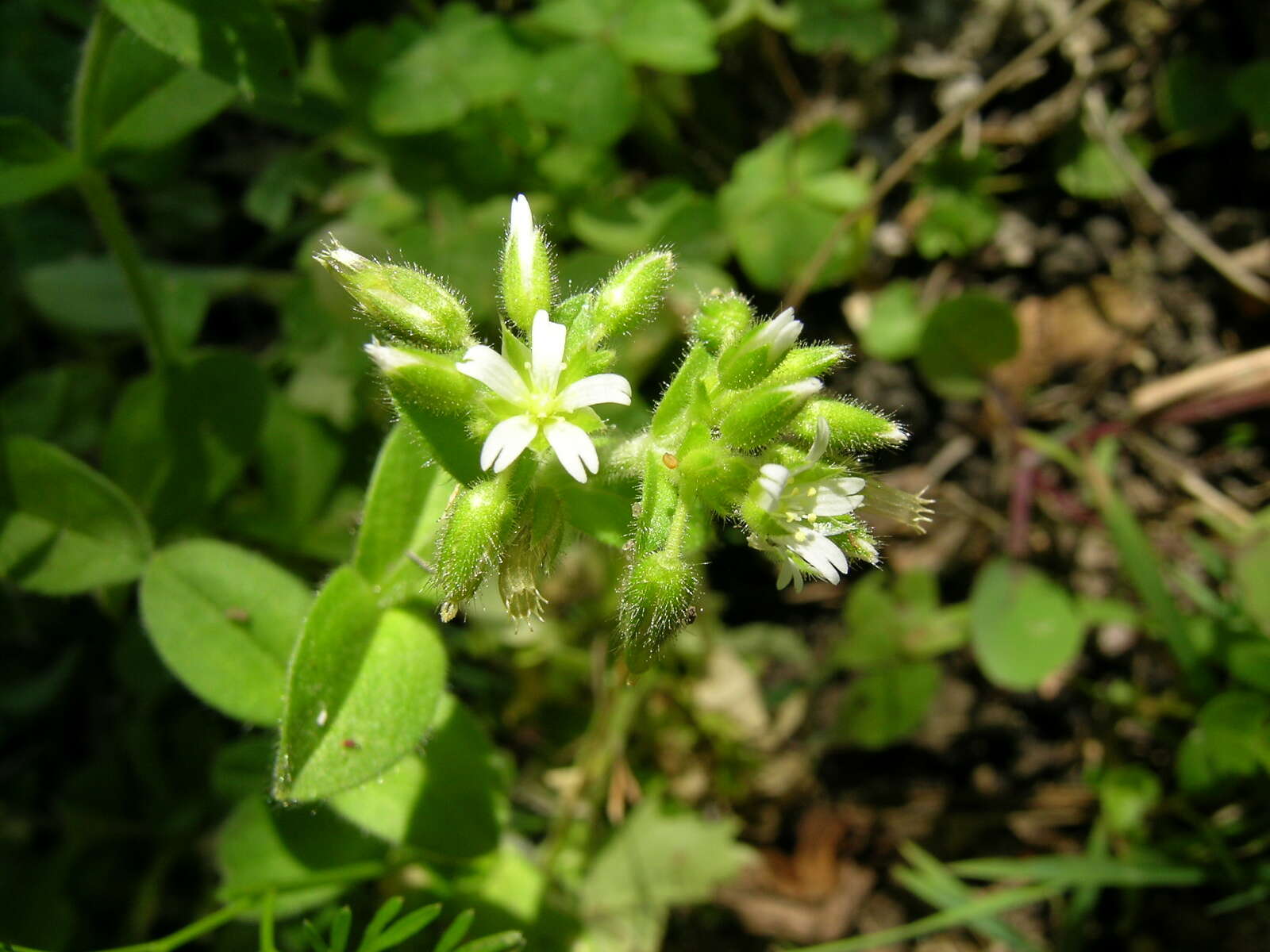 Image of sticky chickweed