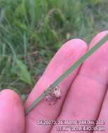 Image of Araneus quadratus Clerck 1757