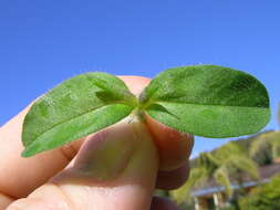 Image of sticky chickweed