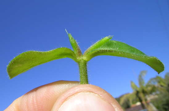 Image of sticky chickweed