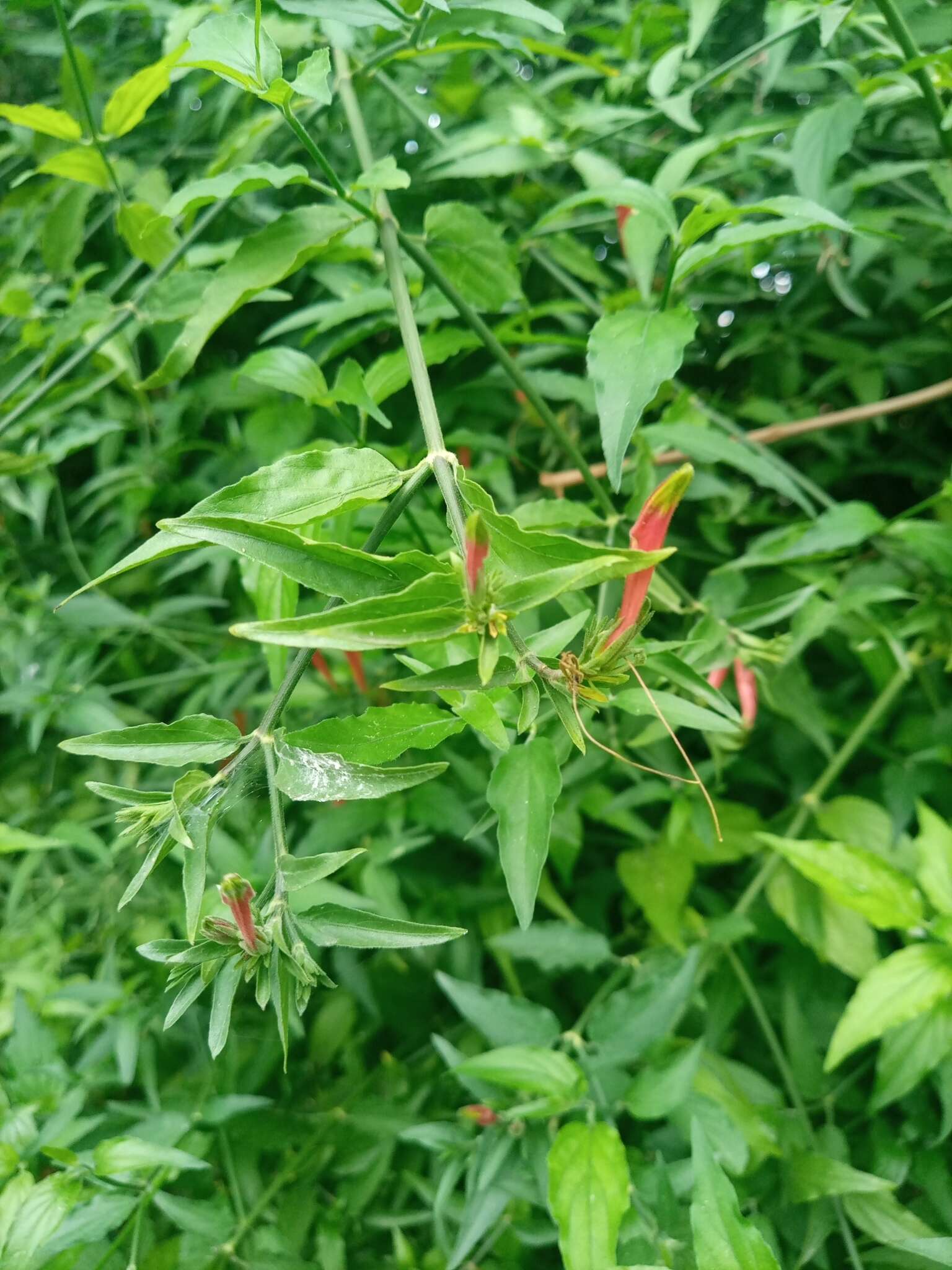 Image of Clinacanthus