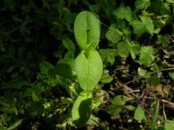 Image of sticky chickweed