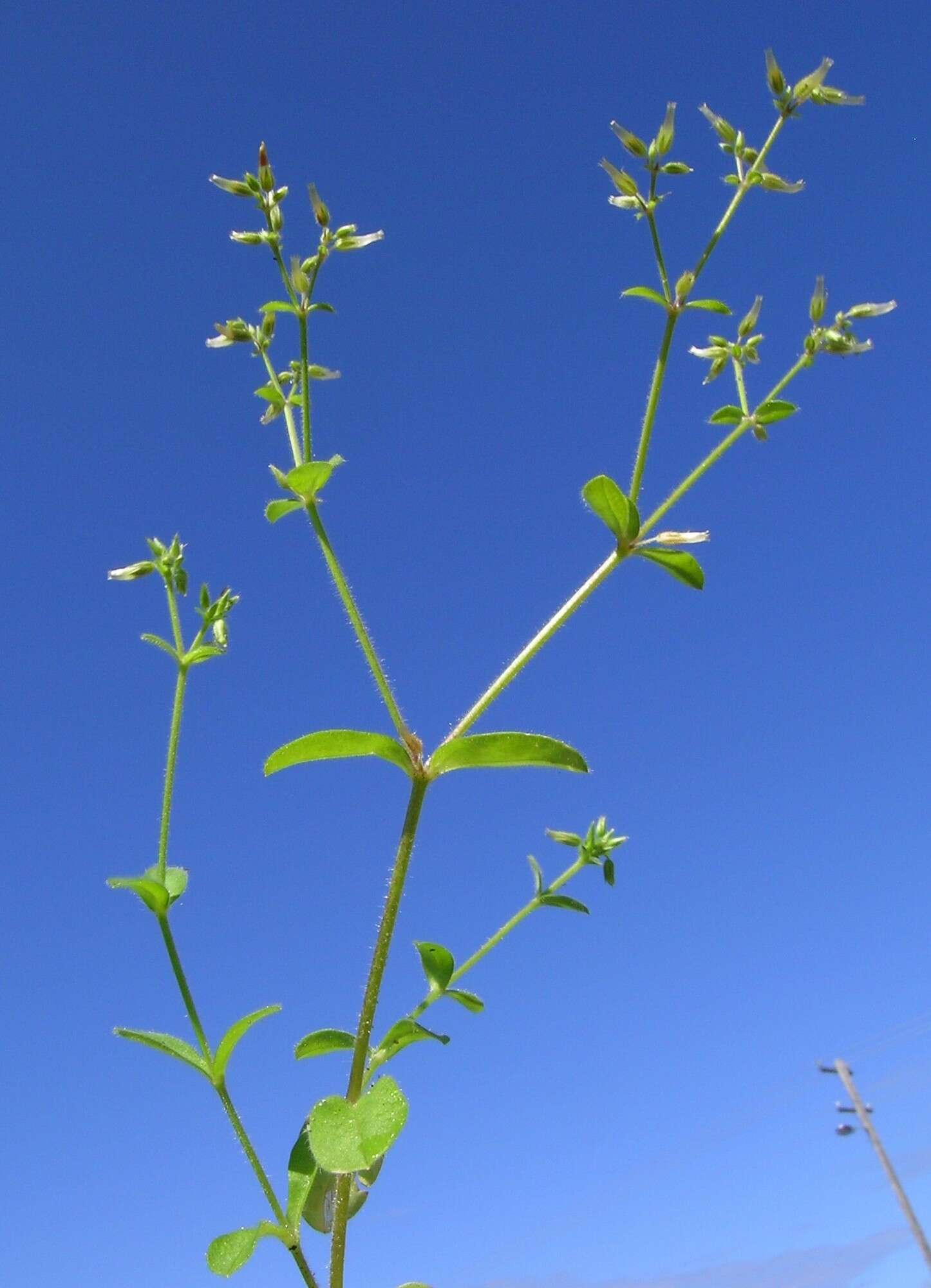 Image of sticky chickweed