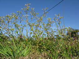 Image of sticky chickweed