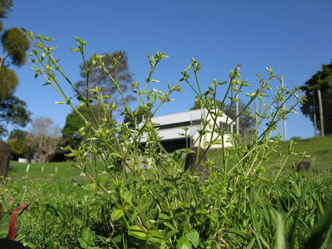 Image of sticky chickweed