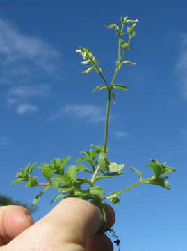 Image of sticky chickweed