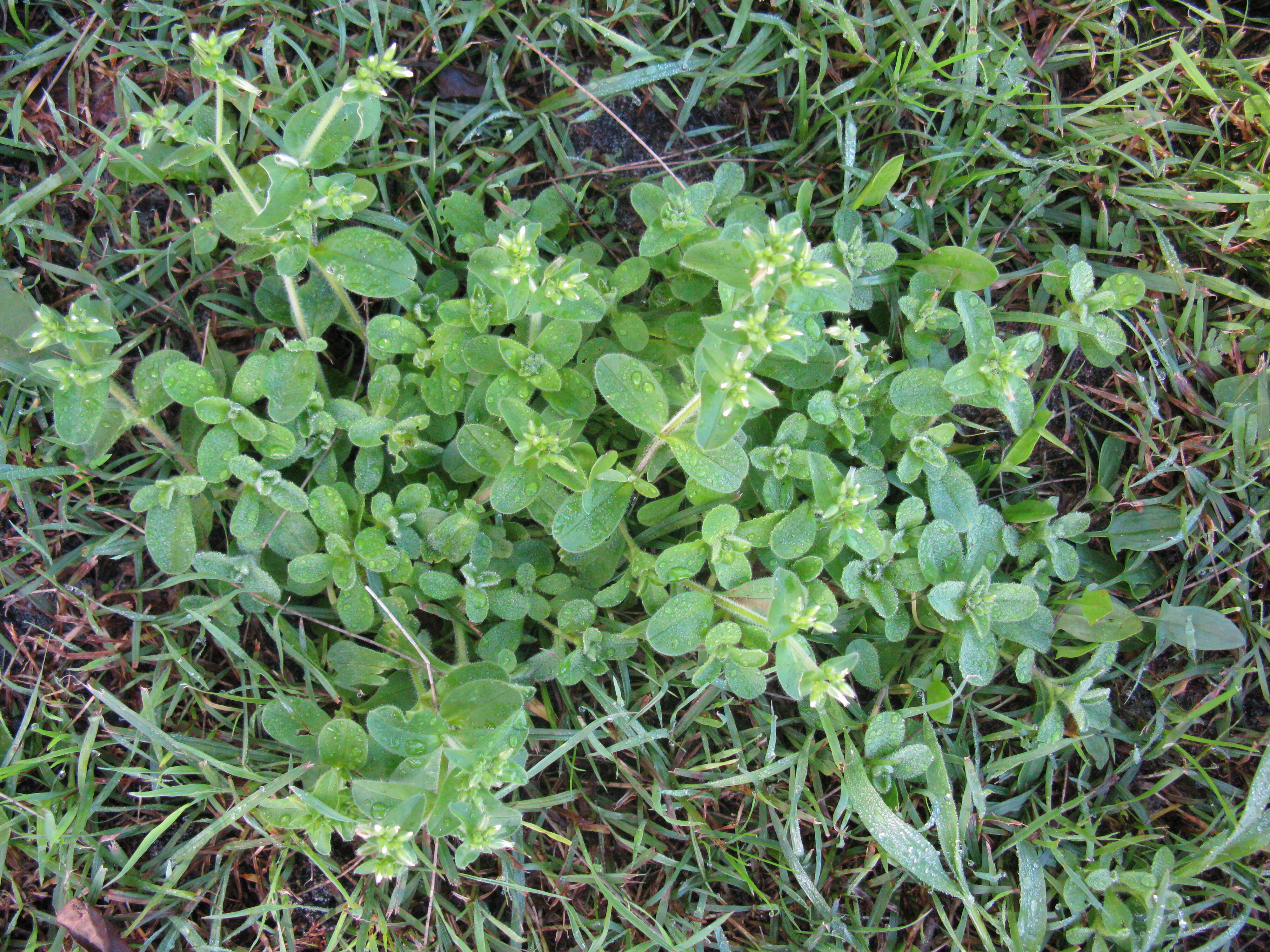 Image of sticky chickweed