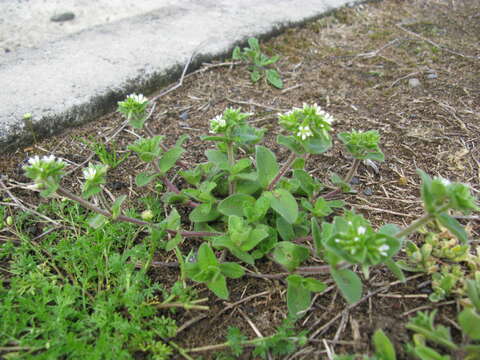 Image of sticky chickweed